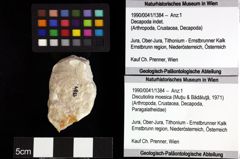 Foto (Objket + Etiketten) von Discutiolira moesica (Muţiu & Bădăluţă, 1971) 